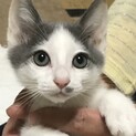 甘々のイケニャン　膝乗り猫