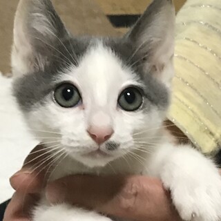 甘々のイケニャン　膝乗り猫