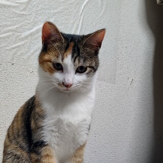 ナデナデ大好き三毛姉妹　生後5か月