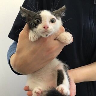 肩乗り膝乗りニャンコ