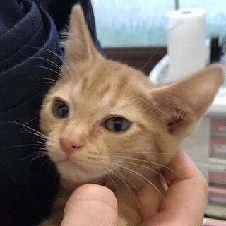 可愛い過ぎる茶トラ女子