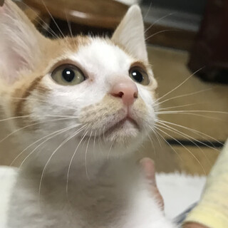猫も人も大好き