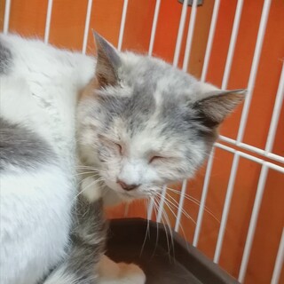 ふんわり優しいパステル三毛さん