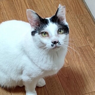 人懐っこい甘えん坊の男の子★あいくん