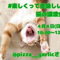 猫の譲渡会in浜松