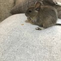 ブルーデグーの人懐っこくて可愛い男の子です！！