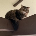 キジトラ長毛？の『ランちゃん』