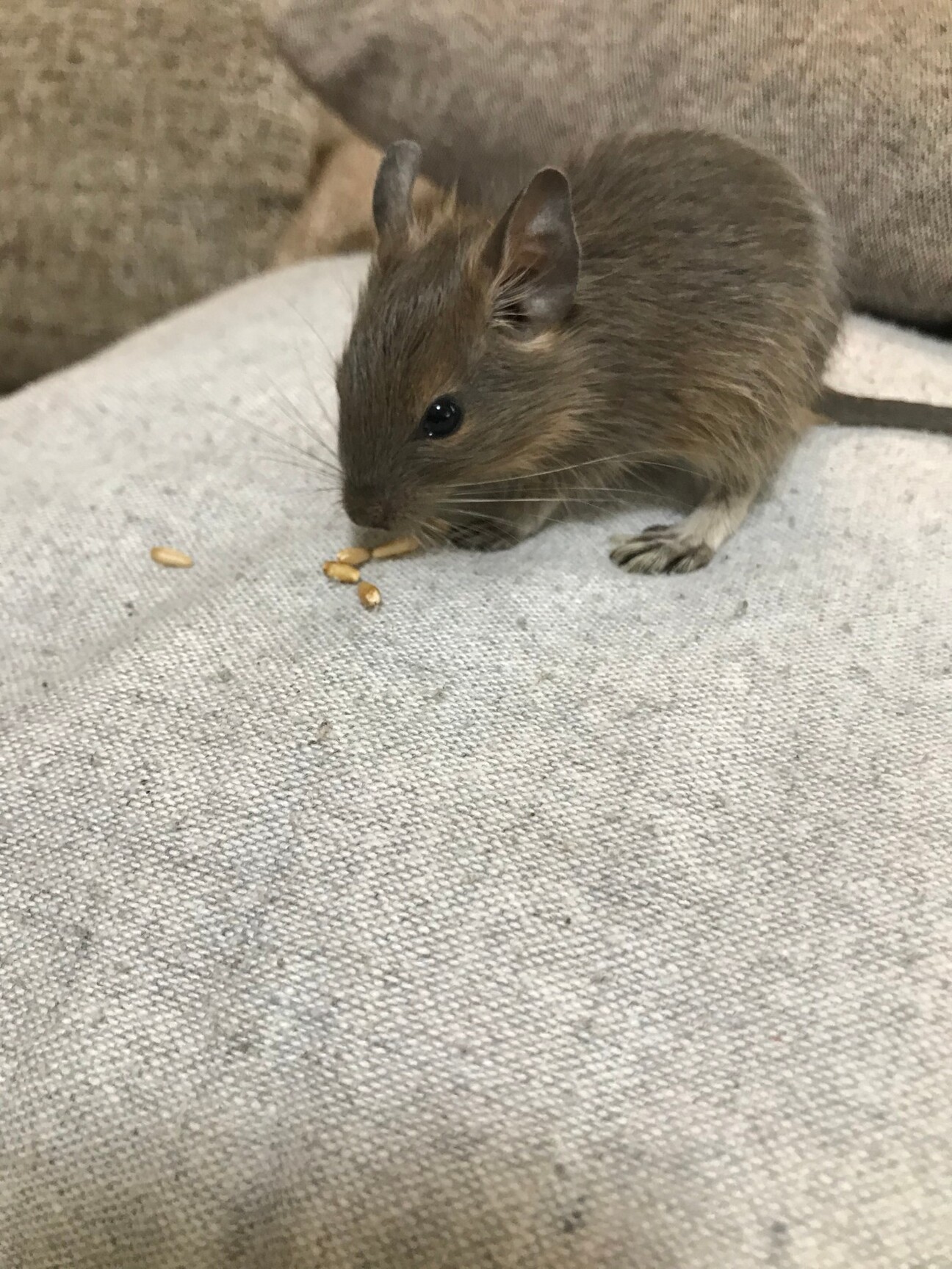 元気でやんちゃなブルーデ 奈良県 小動物の里親募集 3593 ペットのおうち 月間利用者150万人 元気でやんちゃなブルーデ 奈良県 小動物の里親募集 3593 ペットのおうち 月間利用者150万人