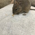 元気でやんちゃなブルーデグーの可愛い男の子です！