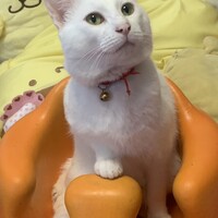 かく
