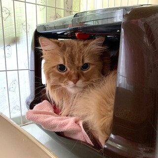 アメリカンカール8歳しずくちゃん（一旦募集停止中）