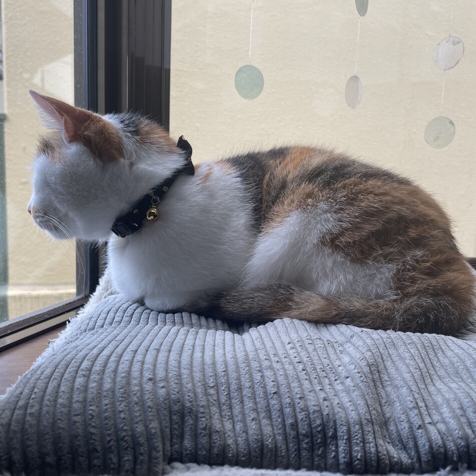 ミミのカバー写真