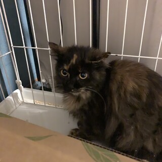 猫さん大好き！可愛い長毛サビ仔猫　募集停止