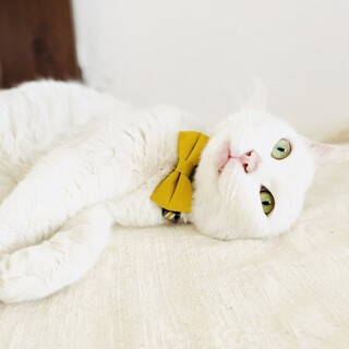 甘えたハトちゃん！【池田市】