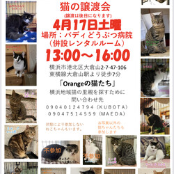 保護猫の里親会