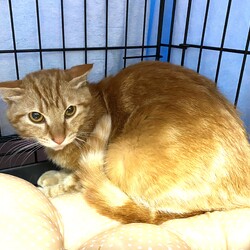 保護猫の里親会 サムネイル3