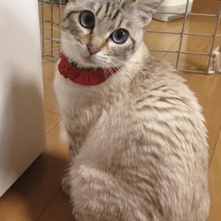 認知症の方から保護。ブルーアイのシャム系女の子