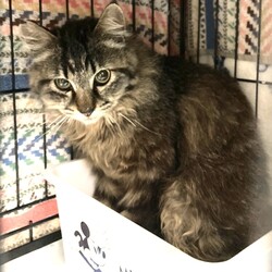 保護猫の里親会 サムネイル2