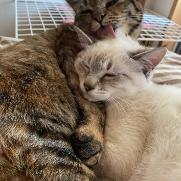 ちびっ子は大好き。またチビちゃん来ないかなぁ