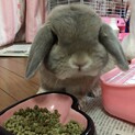 ウサギの里親になって頂けませんか。