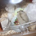 プディングハムスターの里親を募集しています