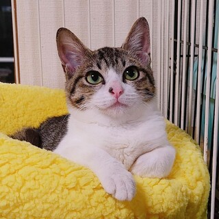 愛護センター出身　わらびちゃん♀