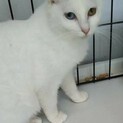 オッドアイの美人さん、みつりちゃん