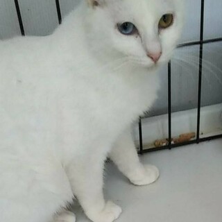 オッドアイの美人さん、みつりちゃん