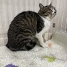 飼い猫になる為に田舎から出て来たムギ里親募集中 サムネイル2