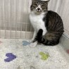 飼い猫になる為に田舎から出て来たムギ里親募集中 サムネイル3