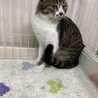 飼い猫になる為に田舎から出て来たムギ里親募集中 サムネイル4
