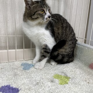 飼い猫になる為に田舎から出て来たムギ里親募集中