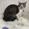 飼い猫になる為に田舎から出て来たムギ里親募集中 サムネイル5