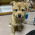 【里親様決定】アンリちゃんの幸せが見つかりました♡