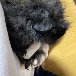 メルノモルモット