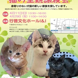 猫の里親譲渡会（予約優先）
