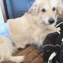 新しい家族をまってます
