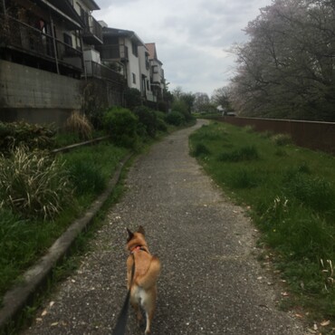 桜終わっちゃうね