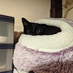 ４月４日第２６回パニャリンピックー障害猫さんの譲渡会ー サムネイル3