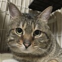 多頭飼育レスキュー