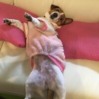 ちょここ