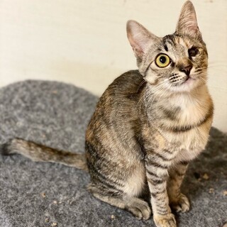 「面談予定」チョー甘えっコ「ギンガム」ちゃん♡