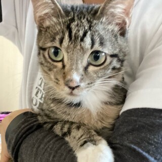 特定非営利活動法人 動物愛護団体 ワンハート大阪が投稿した里親募集 ペットのおうち 月間利用者150万人