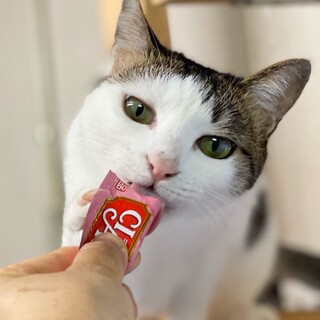特定非営利活動法人 動物愛護団体 ワンハート大阪が投稿した里親募集 ペットのおうち 月間利用者150万人