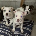 子犬三匹います