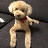トリミング後のララさん