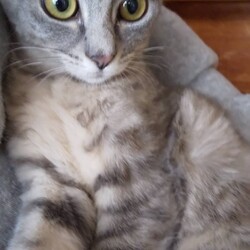三重県桑名市4月11日(日)第114回リトルパウエイド猫の譲渡会