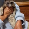 可愛いサリーちゃん サムネイル3