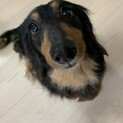 ミニチュアダックスのメスです
