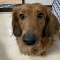 ダックスのメス⭐︎大人しく少し恥ずかしがりやです